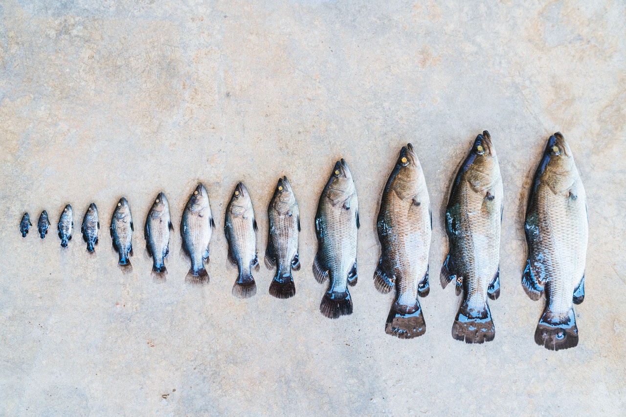 In search of The Better Fish: Barramundi - Ocean Wise