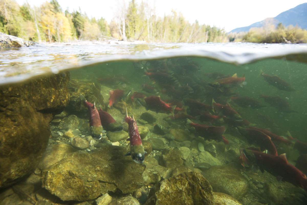 Aquaculture 101 Partie 3 : Nourrir durablement les poissons d'élevage -  Ocean Wise