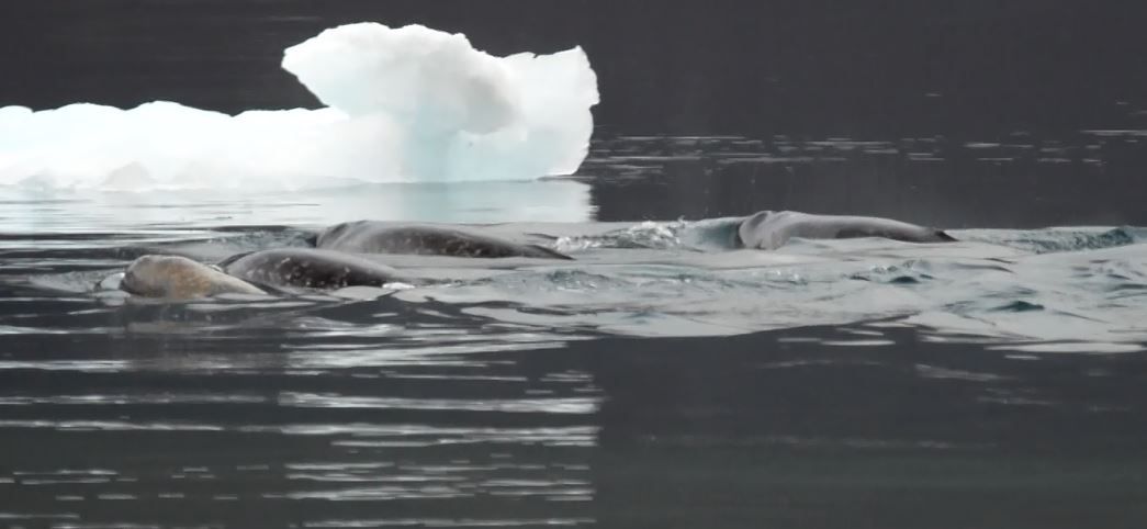 The narwhals' mottled-grey skin shows at the surface of the water. Note the calf on the left.