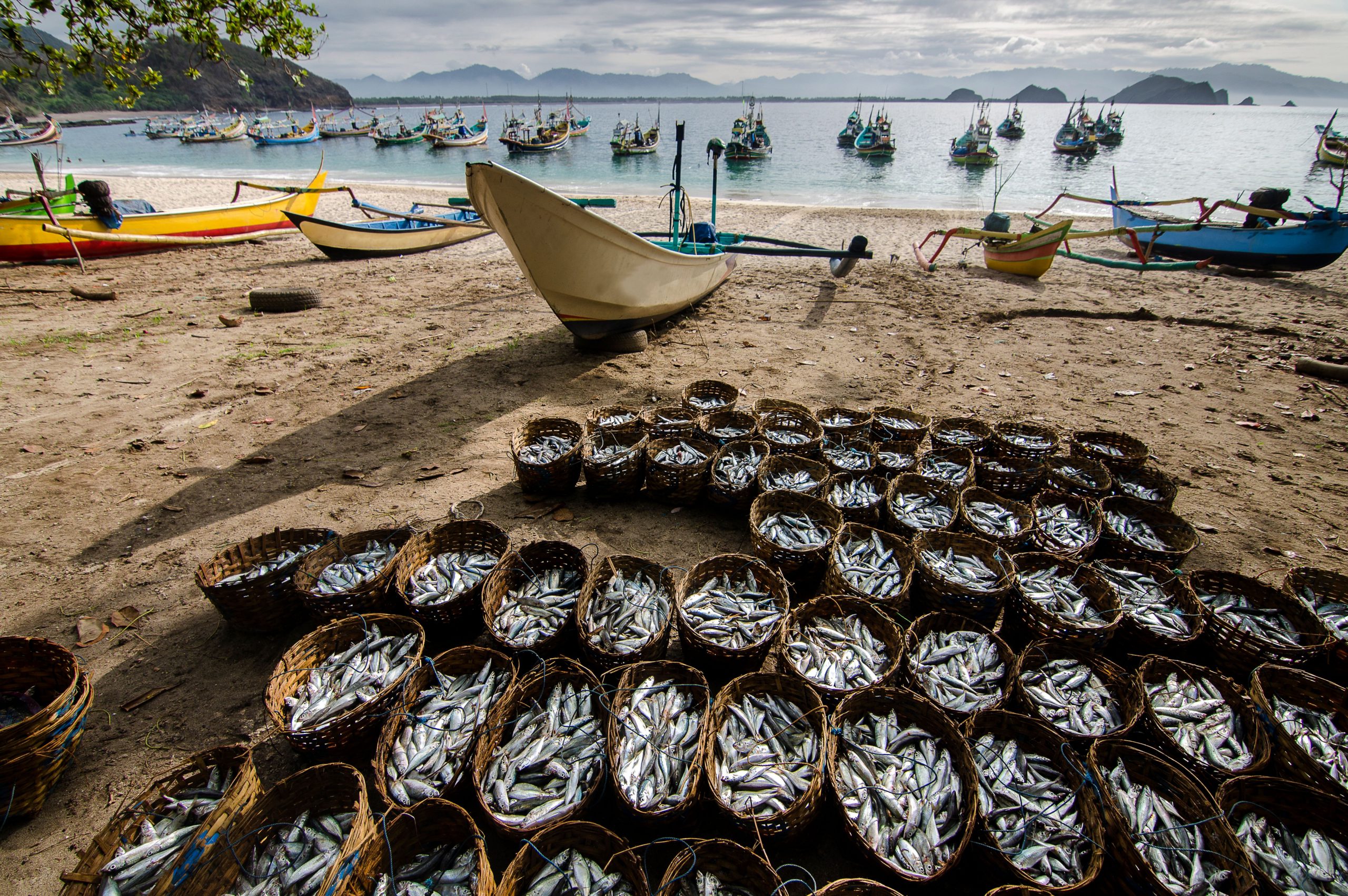 Defining waste in fisheries Part 2: post-harvest losses - Ocean Wise
