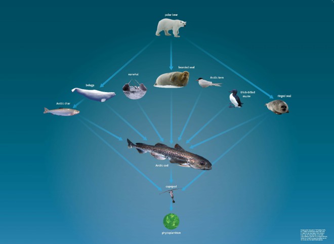 A typical Arctic food web shows how the health of many species are connected. 