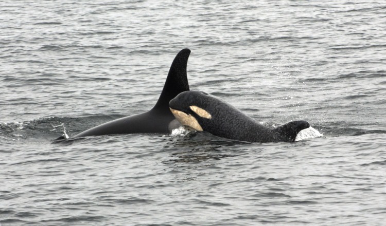 Vancouver Aquarium Wild Killer Whale Research