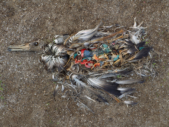 Oiseau avec du plastique dans l'estomac