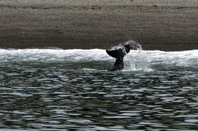 Despite the playful antics, this rubbing ritual is highly organized. The whales take turns allowing each other time on the stones.