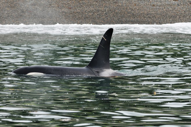 These northern residents seem to pass on the location of rubbing beaches through the generations.