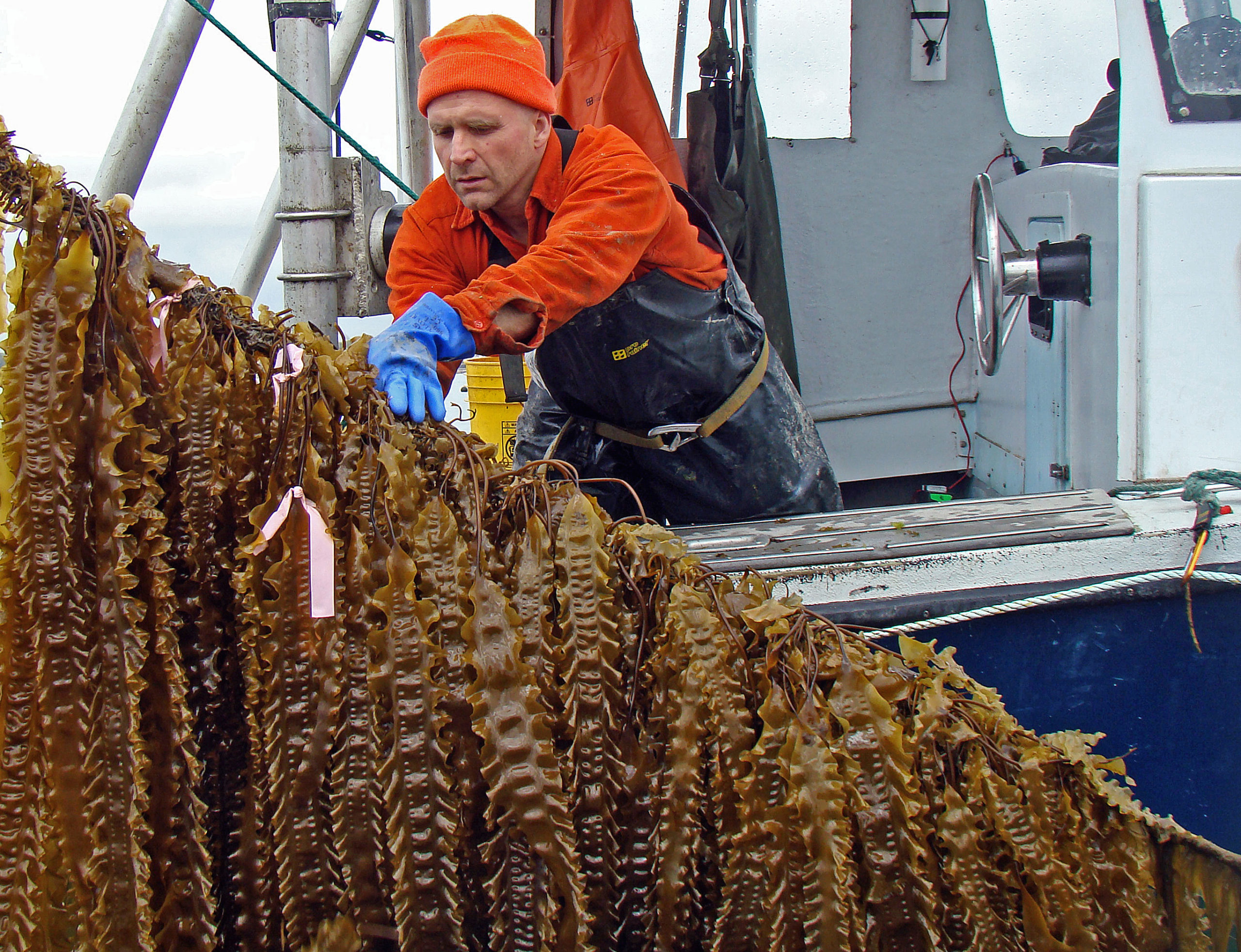 Ocean Wise sustainable seaweed