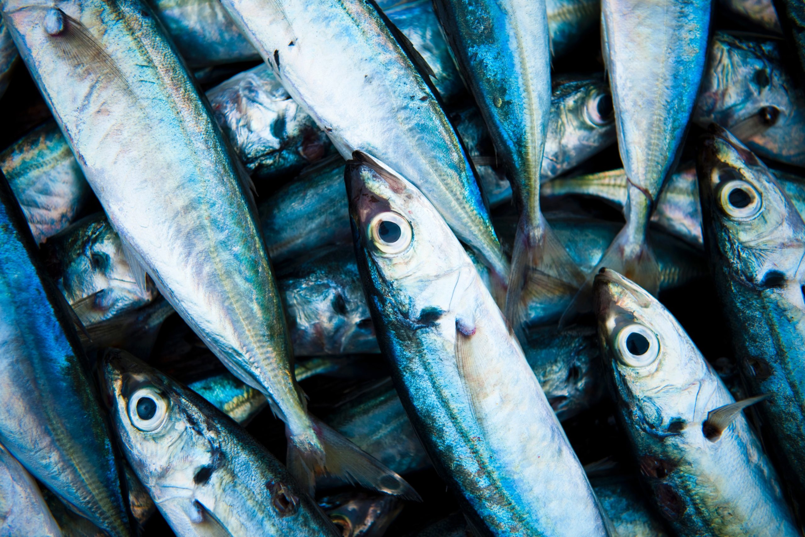 Aquaculture 101 Partie 3 : Nourrir durablement les poissons d'élevage -  Ocean Wise