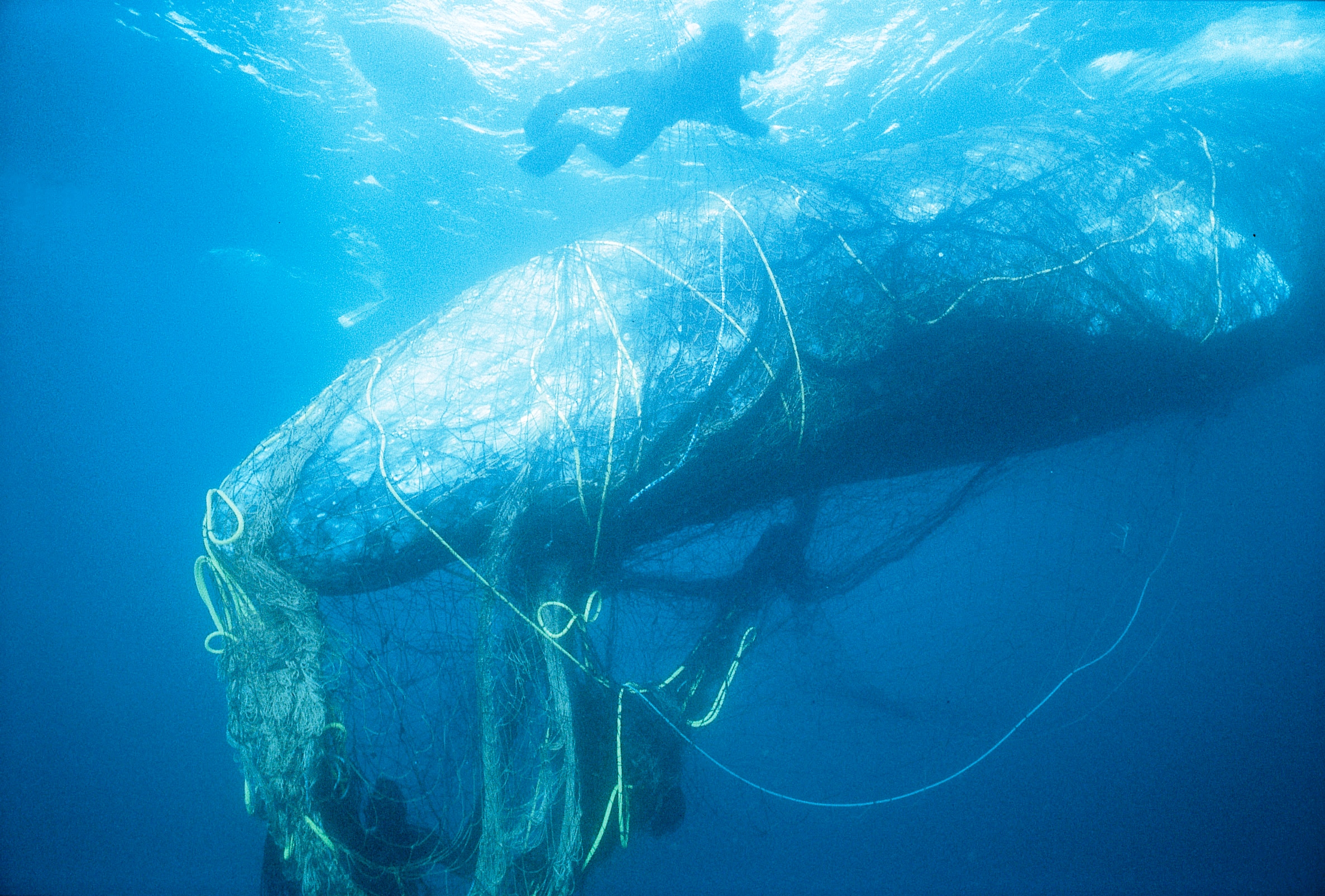 Une moquette faite de filets de pêche