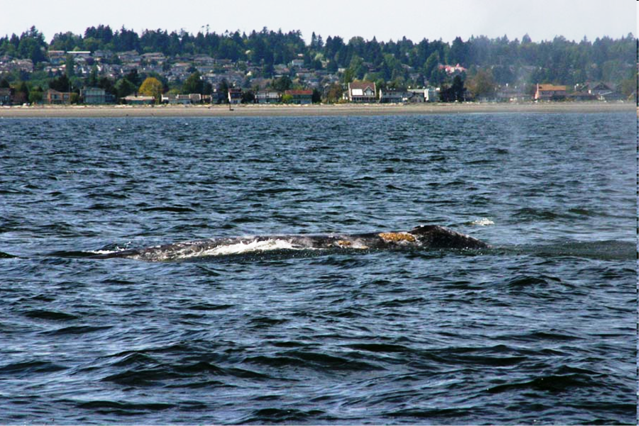 Observation de baleines grises sur la côte de la C.-B.