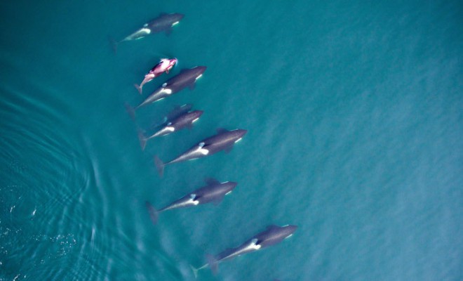 Photogrammetry allows researchers to measure whales from above.