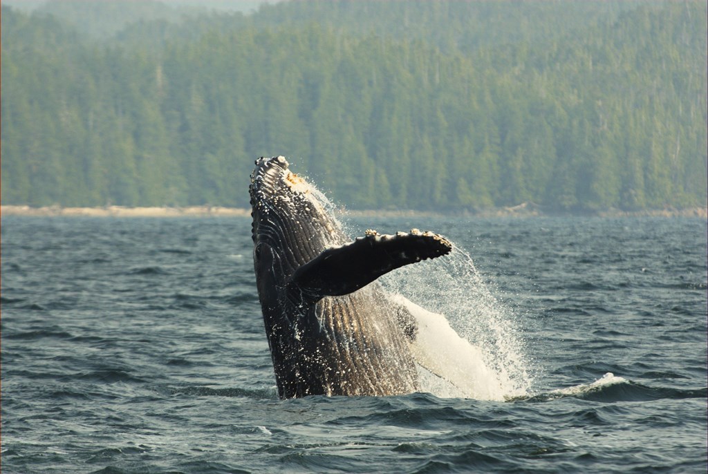 Observation des baleines