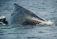 Humpback whales still face threats such as propeller strikes. 