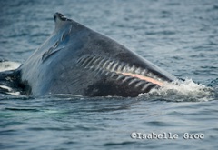 Les baleines à bosse sont toujours confrontées à des menaces telles que les collisions avec des hélices. 