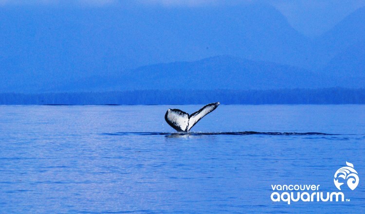 B.C. Cetaceans Sightings Network