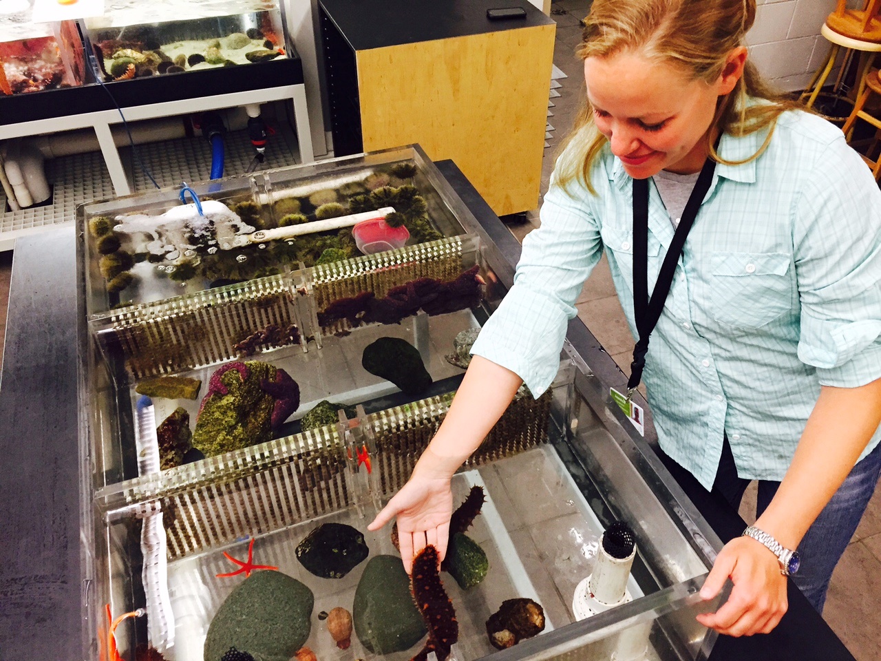 Recherche sur les concombres de mer à l'Aquarium de Vancouver