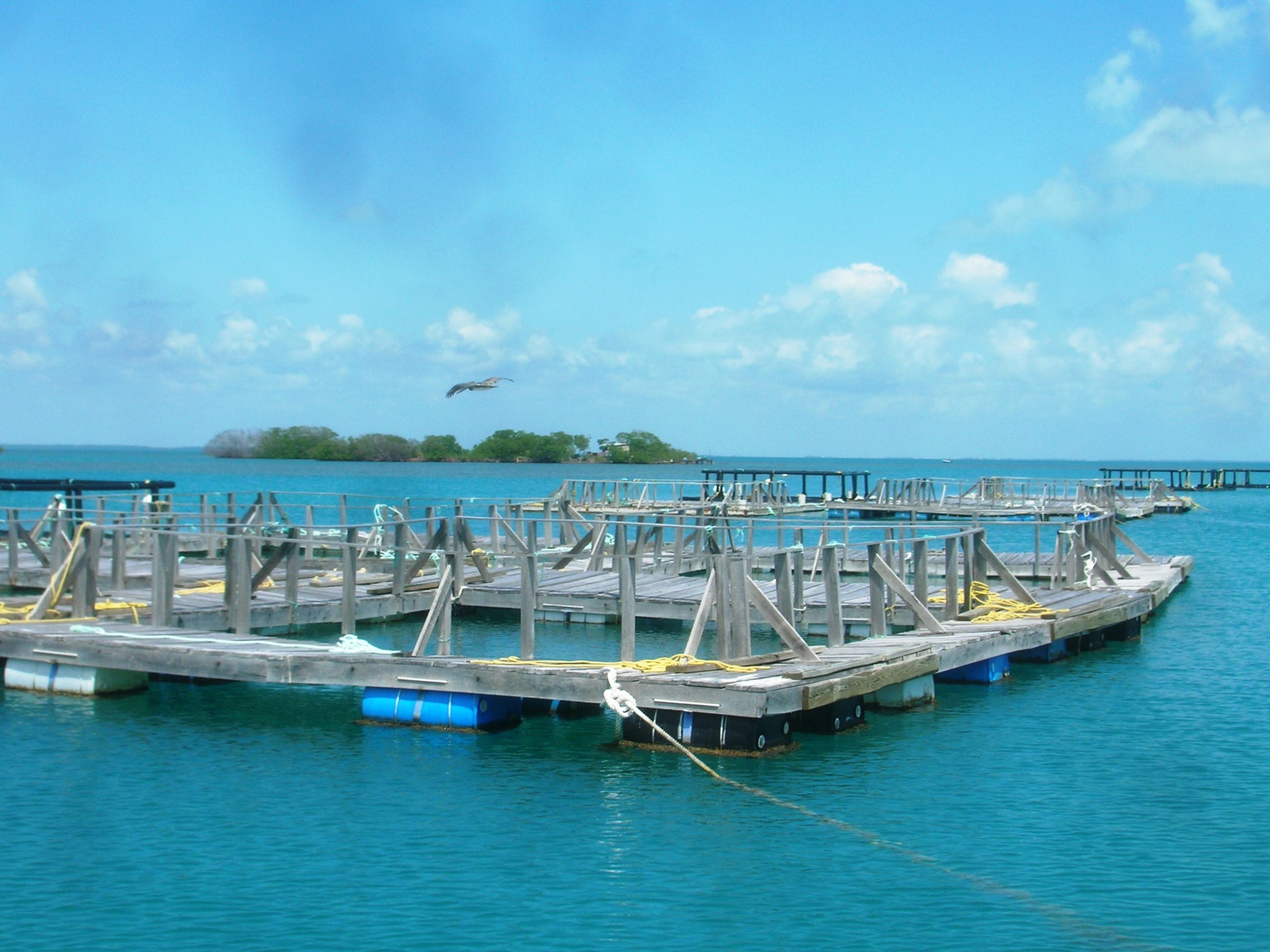 Aquaculture and ocean wise seafood