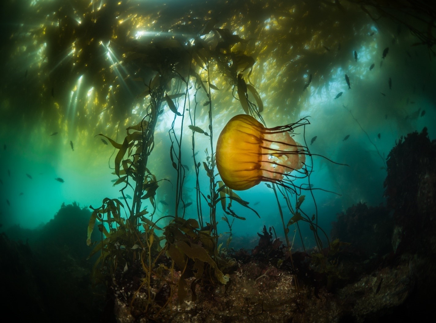 Photo Credit: Maxwel Hohn, courtesy of Canadian Pacifico Seaweeds