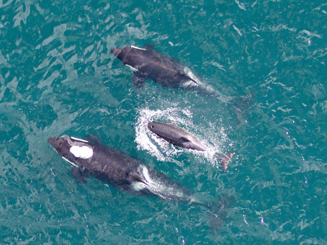 A trio of killer whales surface for air and are captured on camera. 