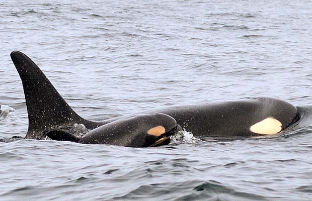 Newborn killer whale L pod