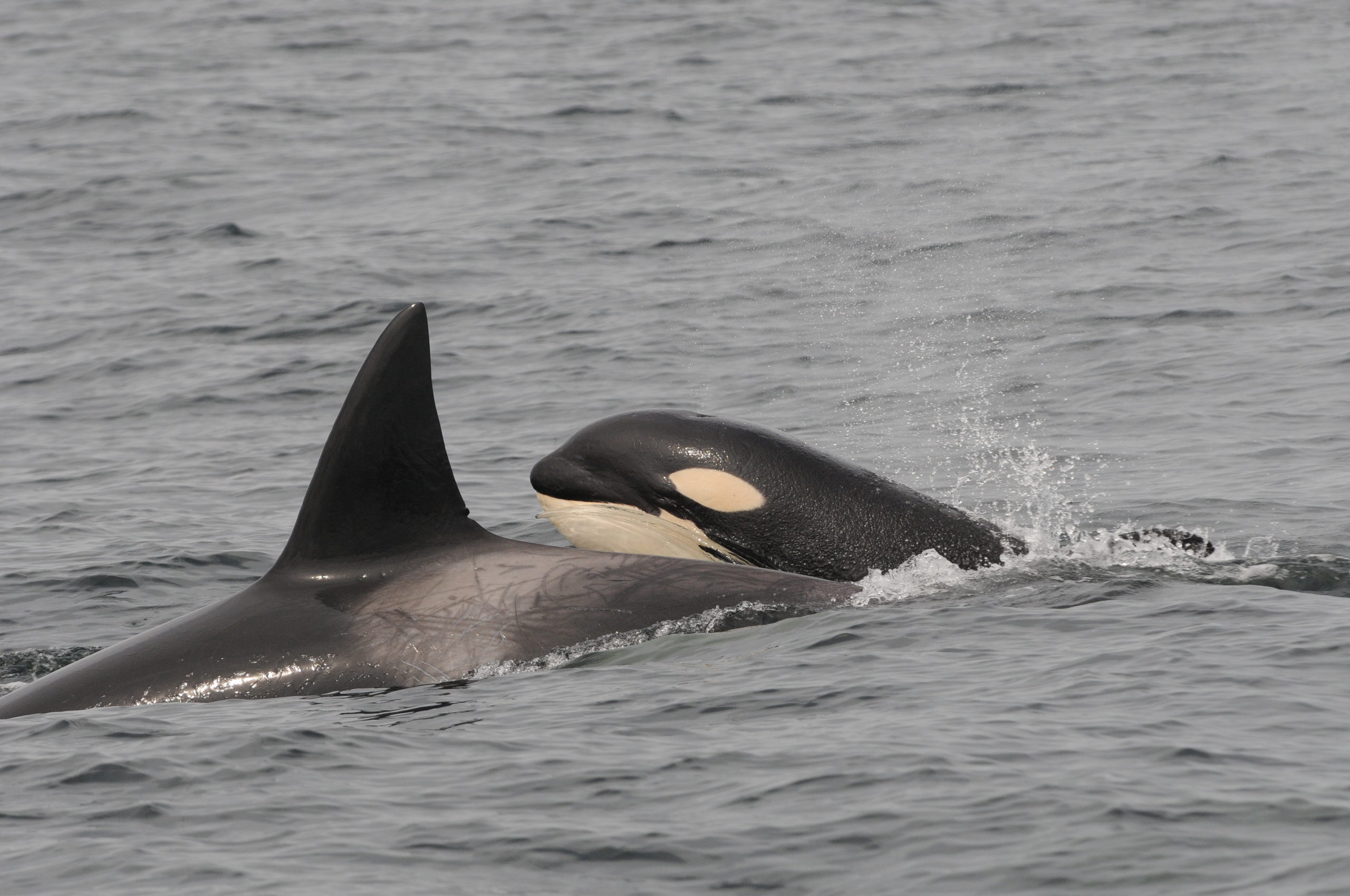 A Mother's Love: Killer Whale Culture - Ocean Wise