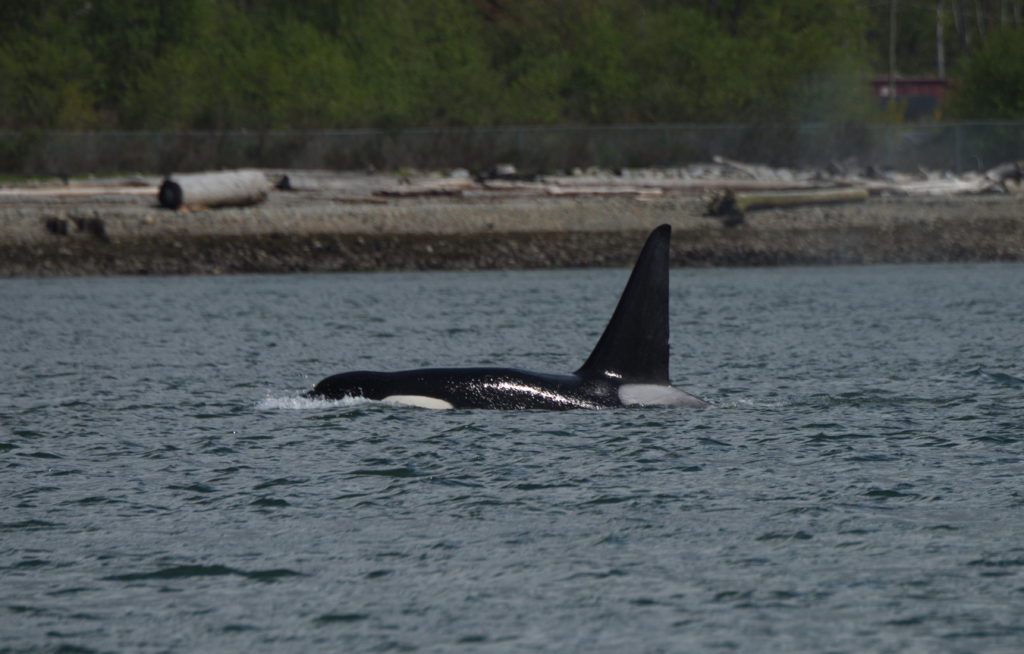 Bigg’s Killer Whales Hunting Seals in Vancouver Harbour - Ocean Wise