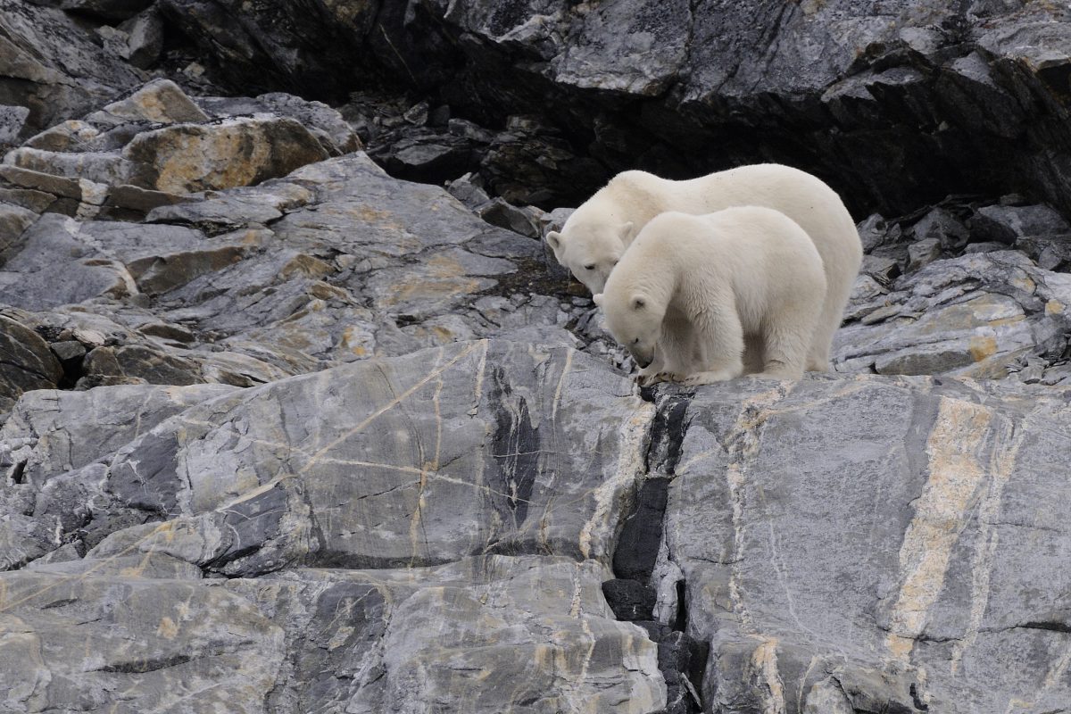 Biomimétisme. L'ours polaire inspire les chercheurs pour fabriquer des  vestes chaudes et légères