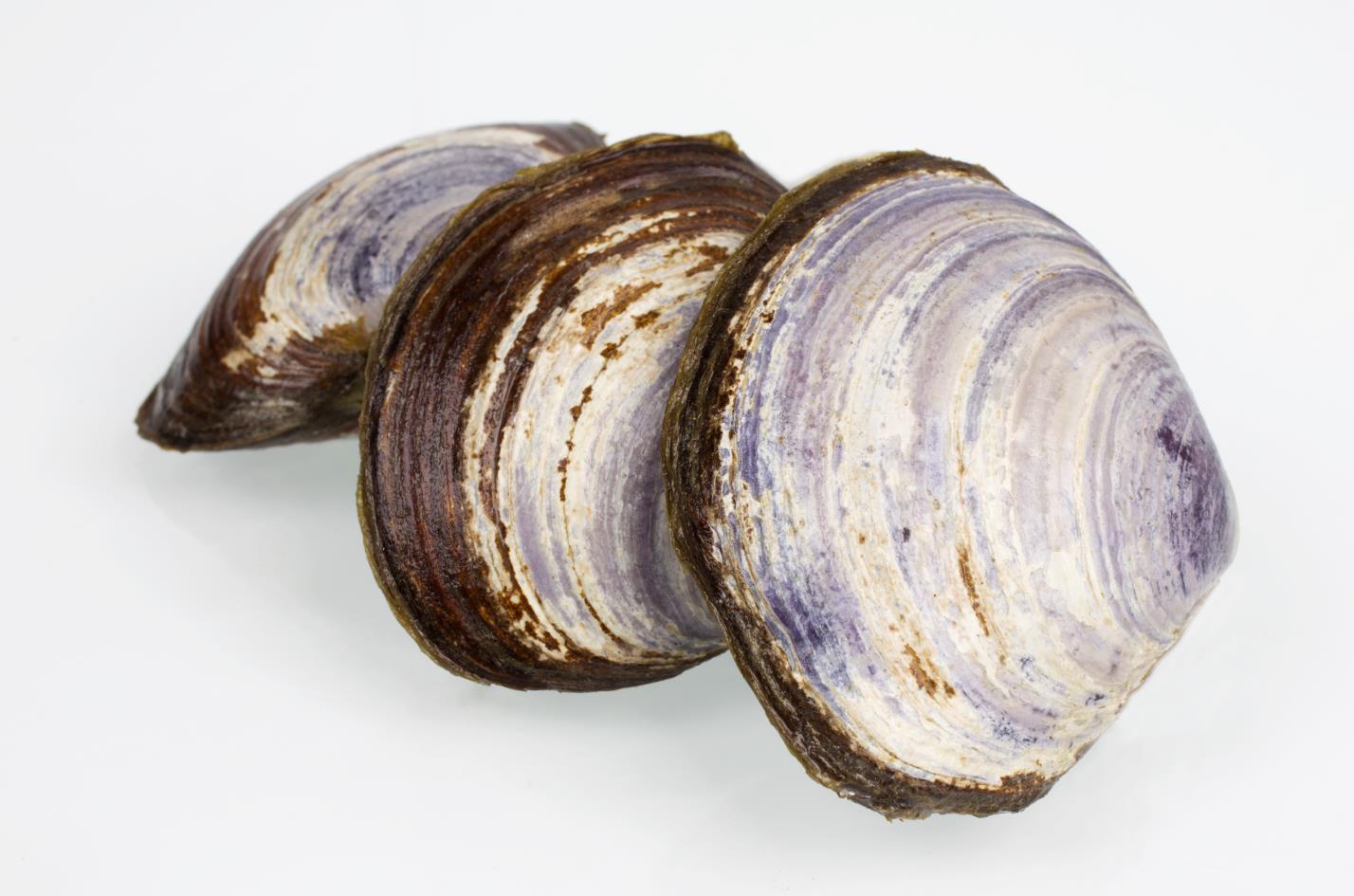 Delicious Savoury Clams are one of over 500 Ocean Wise recommended products available from Seacore Seafood Inc. Credit: Seacore Seafood Inc.