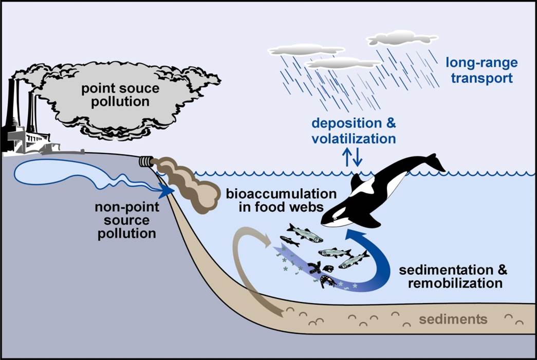 Killer whale ocean pollution