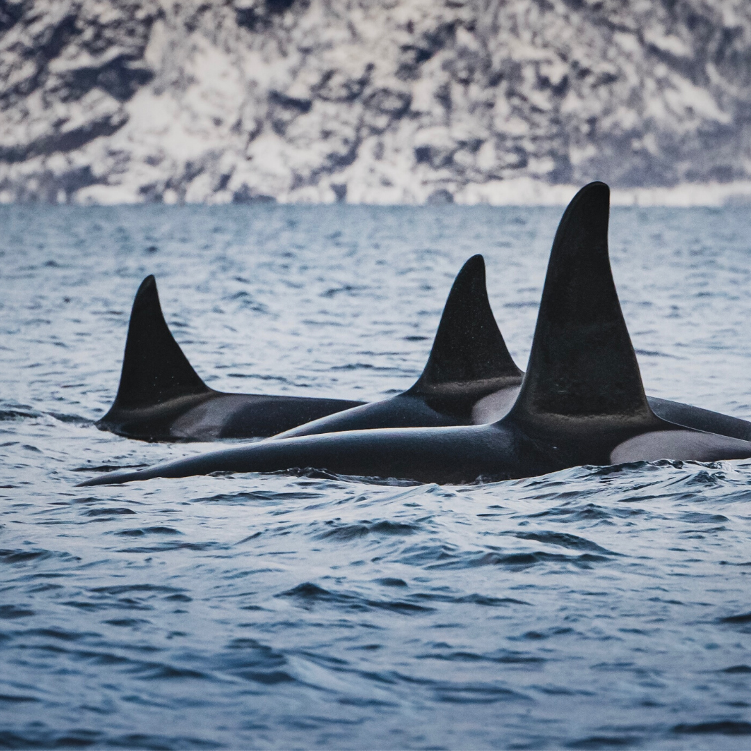 A Mother's Love: Killer Whale Culture - Ocean Wise