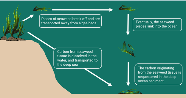 Fig. 1. Simplified diagram of carbon transport and sequestration from seaweeds. Adapted from figures by Hannah Zucker (2019) and Krause-Jensen & Duarte (2016)