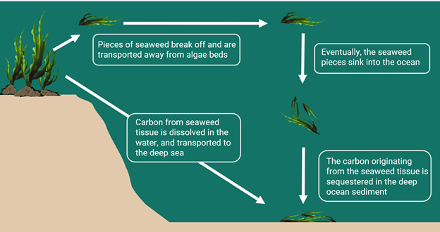 Seaweed: Nature's Superhero Is Fighting Climate Change - Ocean Wise