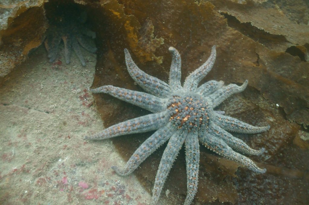 Monitoring by Ocean Wise, and others, leads to listing of Sunflower Sea ...