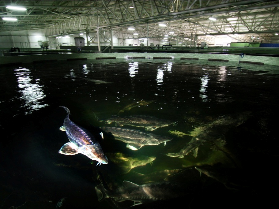 Aquaculture 101 Partie 3 : Nourrir durablement les poissons d'élevage -  Ocean Wise