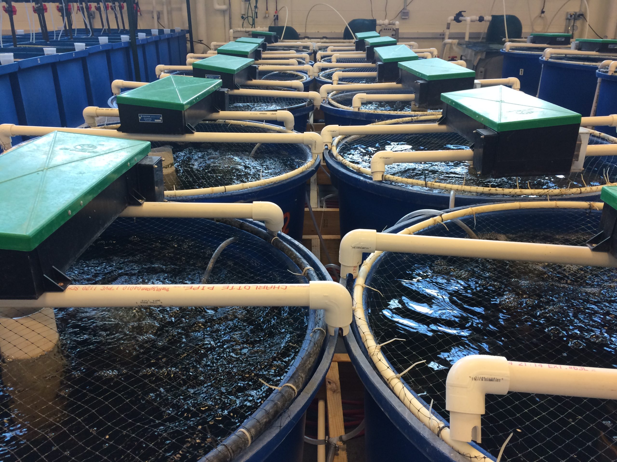 Aquaculture 101 Partie 3 : Nourrir durablement les poissons d'élevage -  Ocean Wise