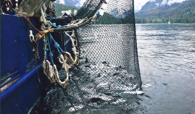 Wild salmon fishing industry