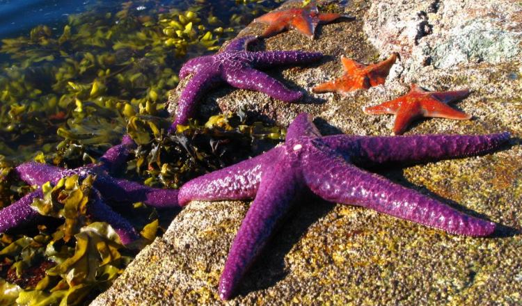 Facts About Starfish: Essential Information on These Fascinating Creatures  - American Oceans