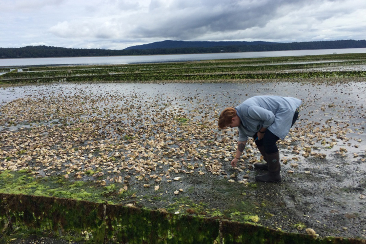 A highlight of the festival was my visit to Fanny Bay Oysters. We got a tour of the facilities as well as their beaches.