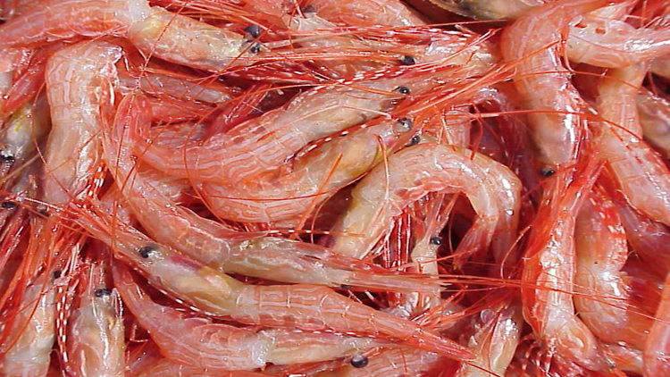 Shrimp - sidestripe