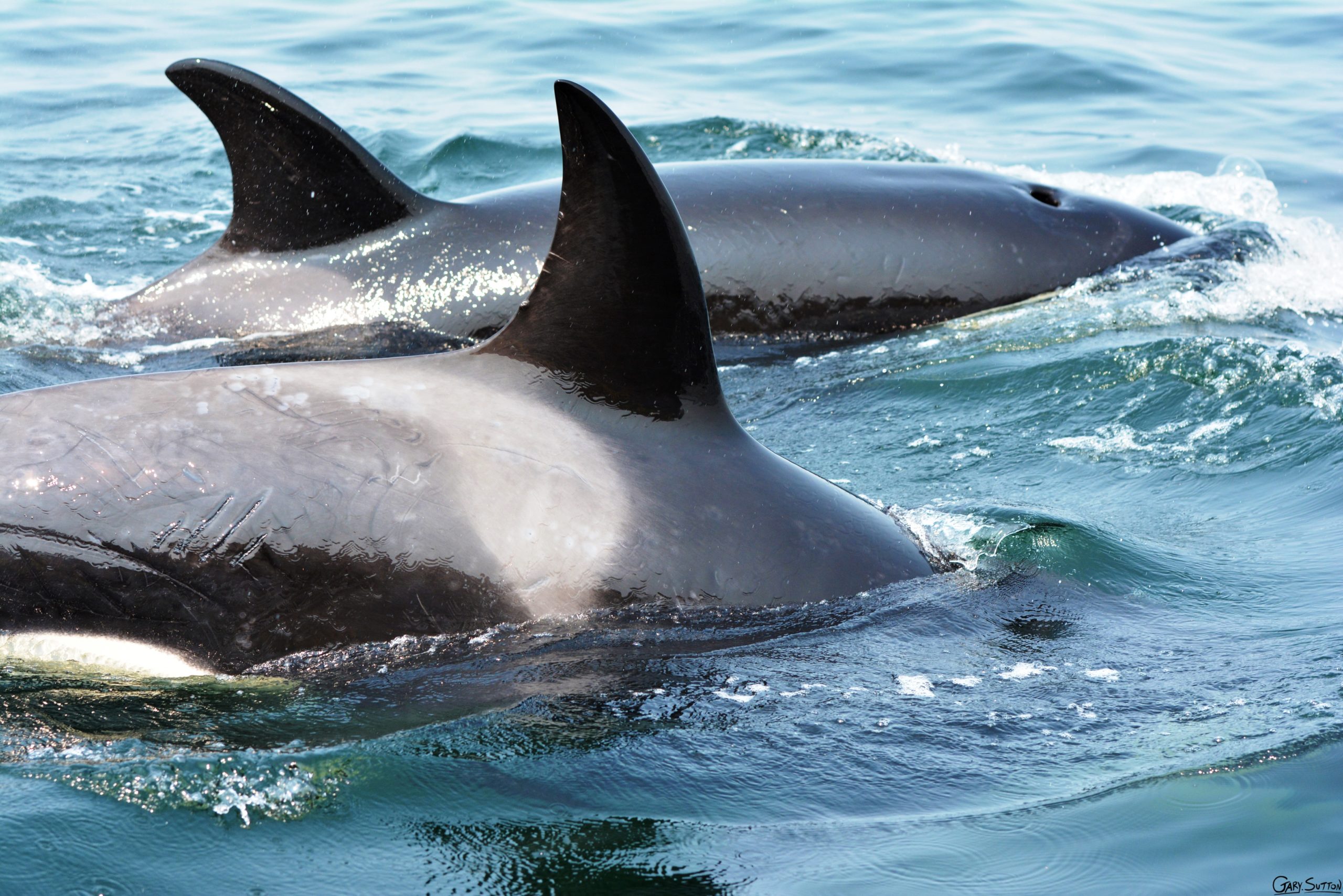 Killer whale research, Vancouver Aquarium