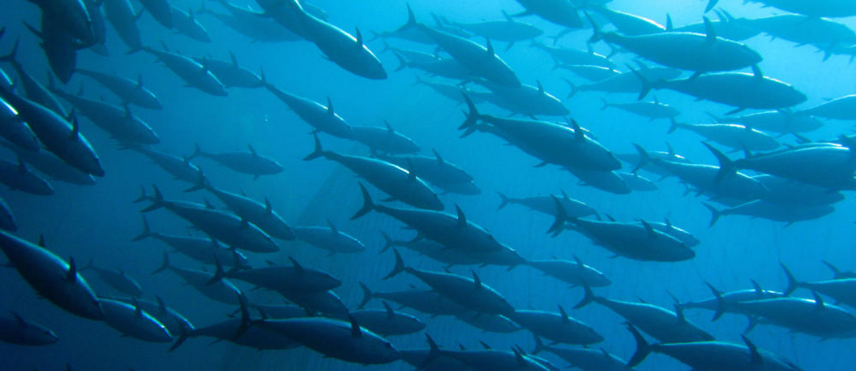 Small but Mighty: On World Oceans Day, Meet 5 Amazing Forage Fish