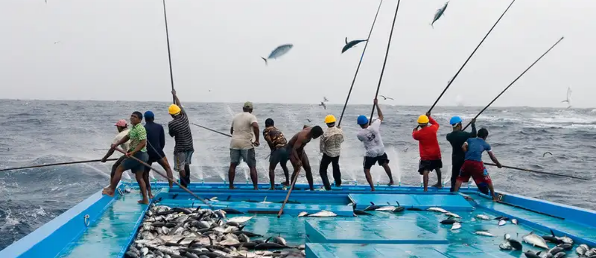 The Role of Small-Scale Fisheries - Ocean Wise