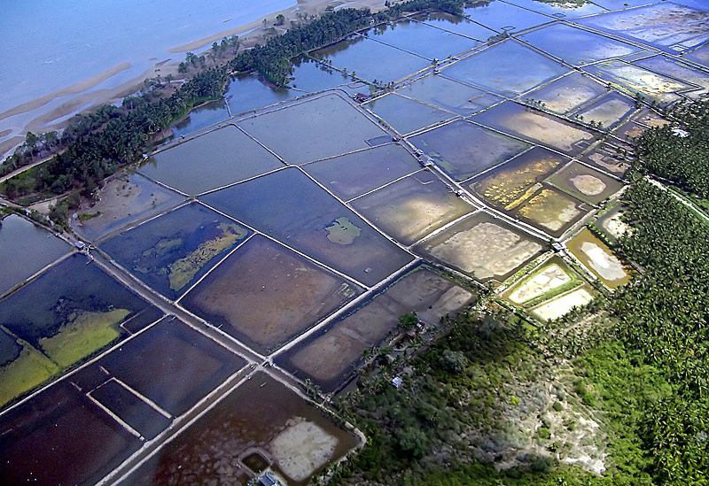 Traditional shrimp farming comes along with a fair share of environmental issues. Photo credit: Ellen Hines