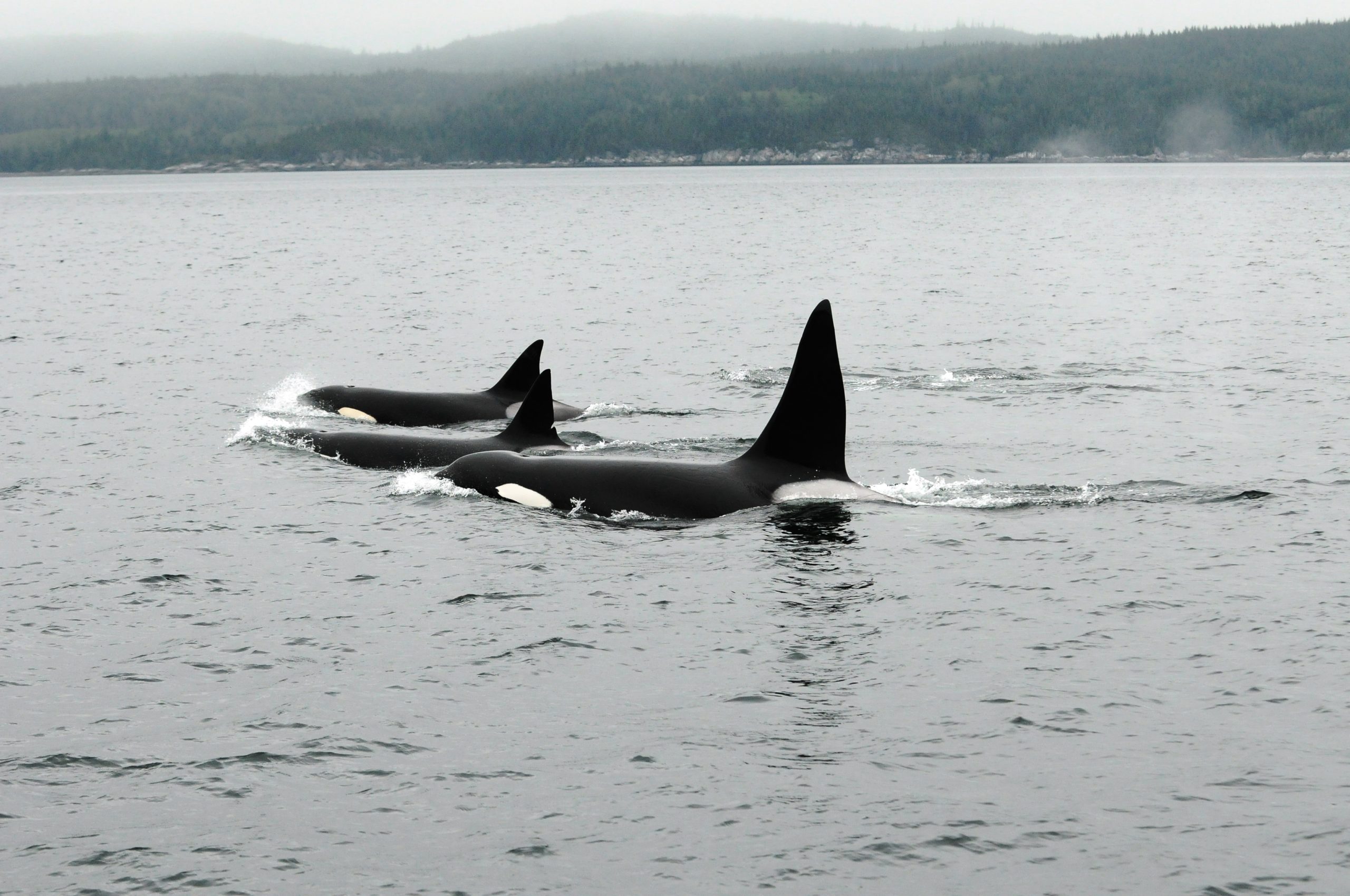 Recherche sur les baleines à l'Aquarium de Vancouver
