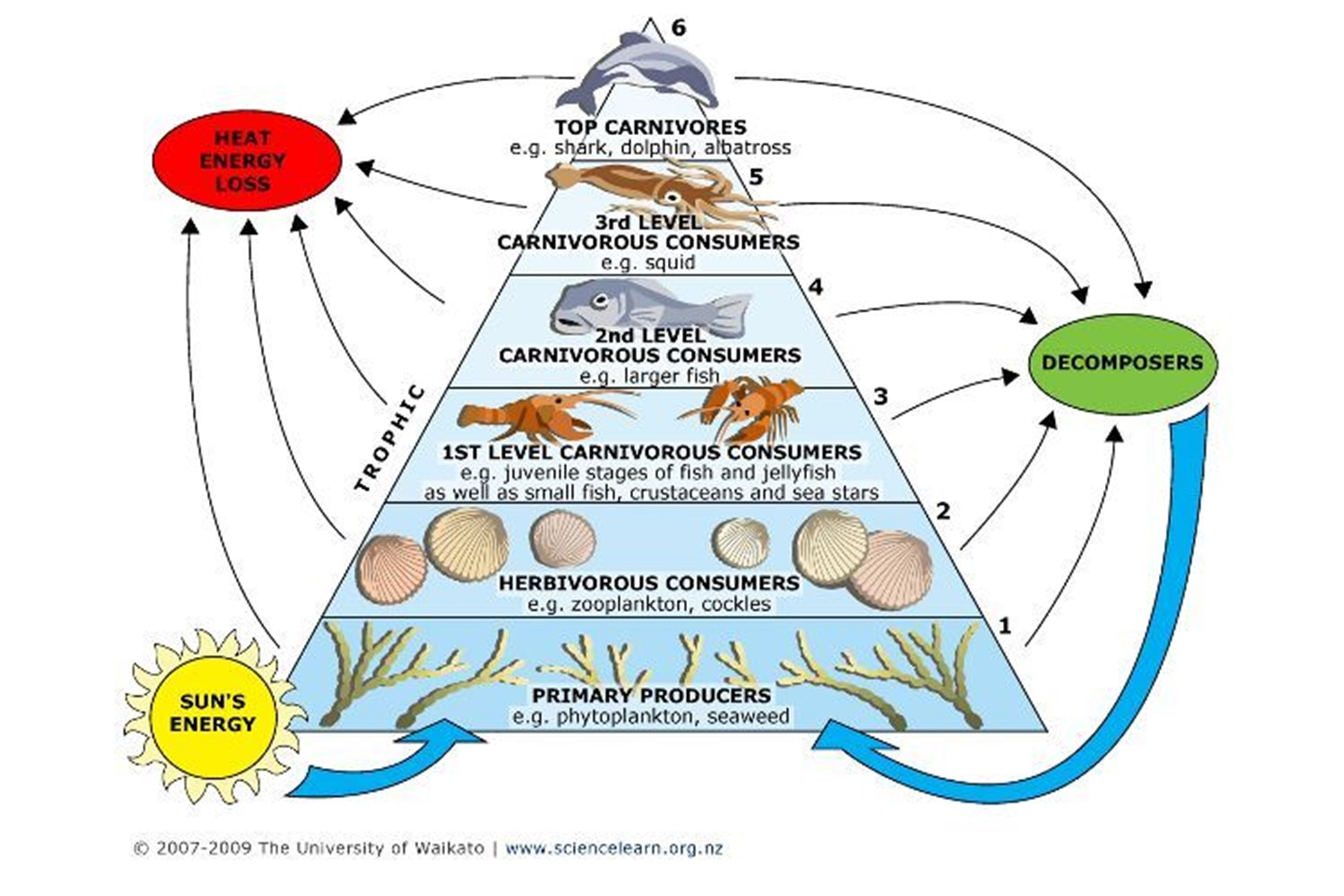 Trophic Level Examples