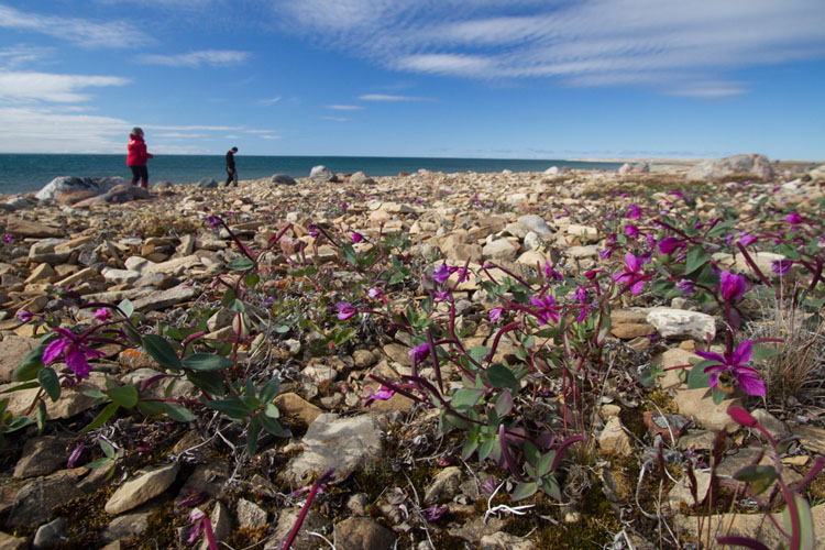 The colourful shores of the Arctic tundra. 