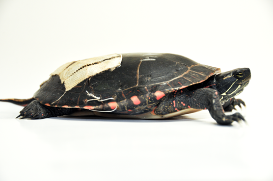 This is a photograph I captured of one of the many patients (Midland Painted turtle) at OTCC. He was hit by a car and suffered a fractured carapace