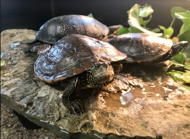Voici trois de nos dix tortues éducatives Ambassadeur(rice) , Mappy la tortue géographique, Shellbie la tortue peinte du Midland et Andrea la tortue mouchetée.