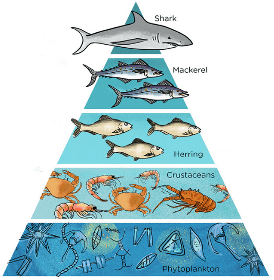 marine ecosystem food web with trophic levels