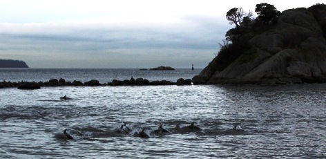 Whale Watching Vancouver