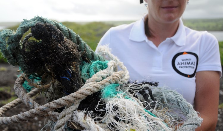 Tackling Ghost Fishing Gear with World Animal Protection - Ocean Wise